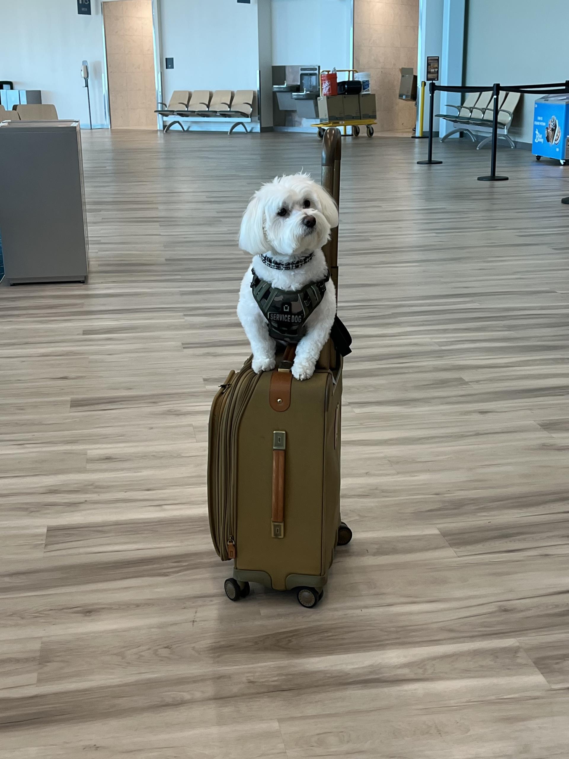 Dog and suitcase in terminal